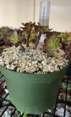 Aeonium Mardi Gras Succulent Plant 