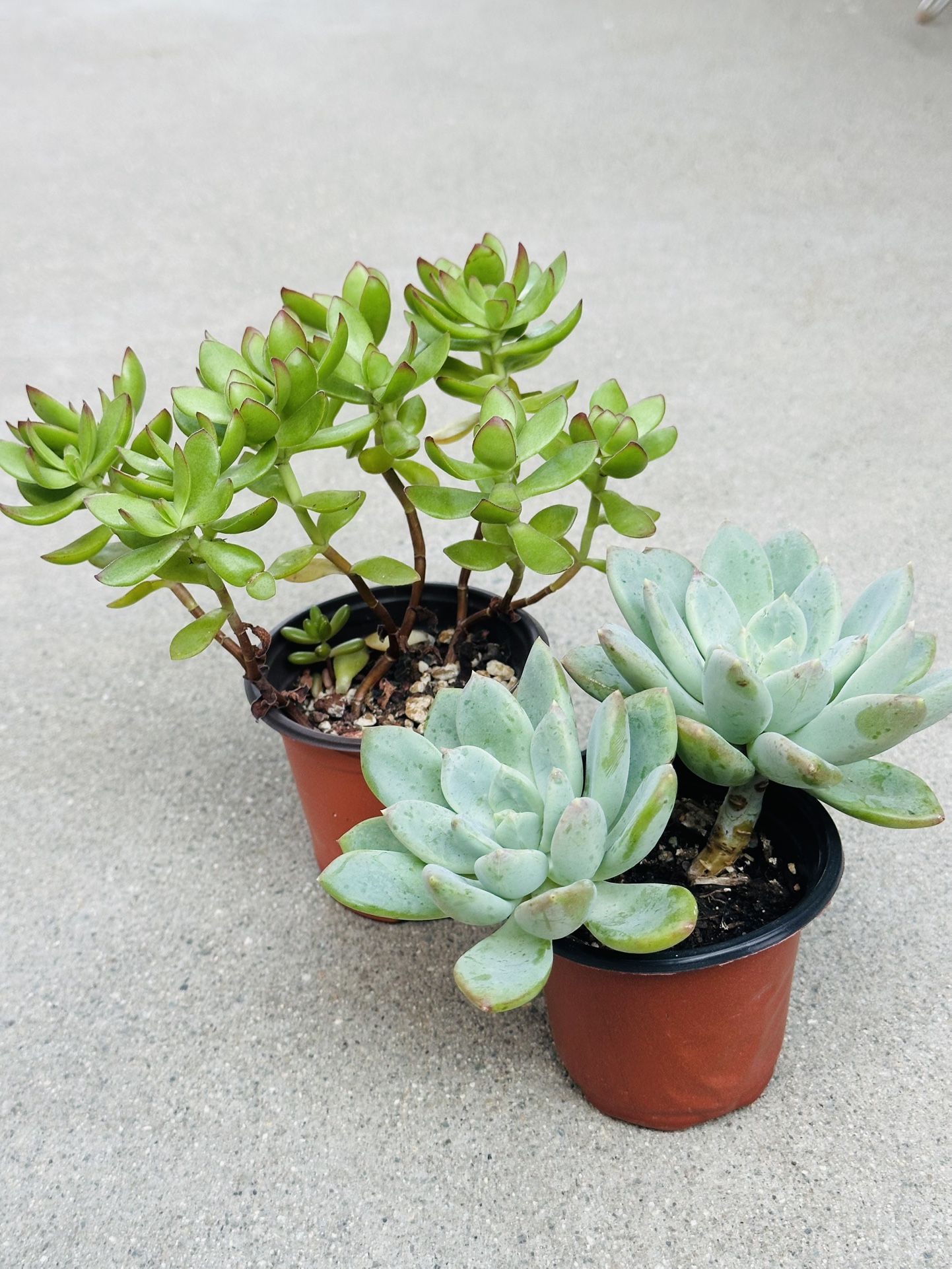 Succulents plants 🪴(2 for $5)