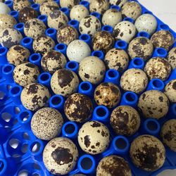 Fresh Quail Eggs 