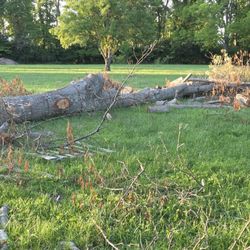 Free Firewood