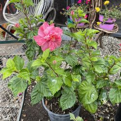 Hibiscus