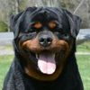 Rottie girl