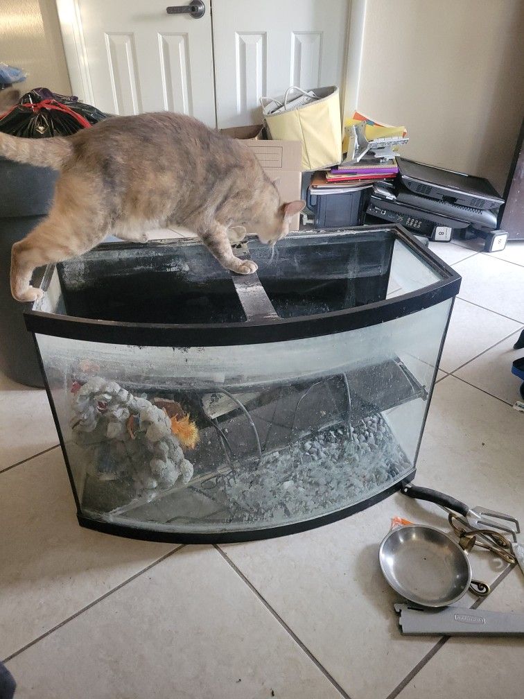 Fish Tank