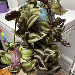 Tradescantia Zebrina