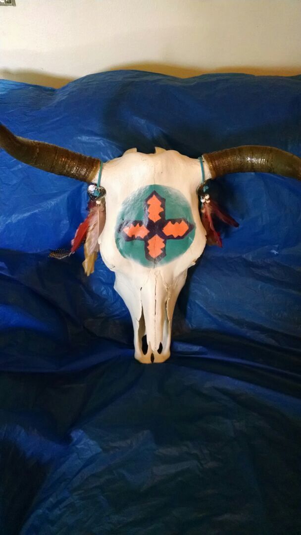Cow skulls for sale