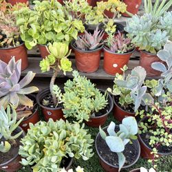 Variety Of Succulents Plants 