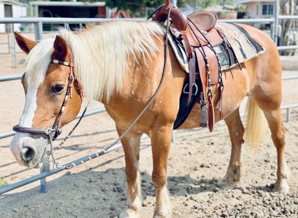 Circle P Western Saddle 13”