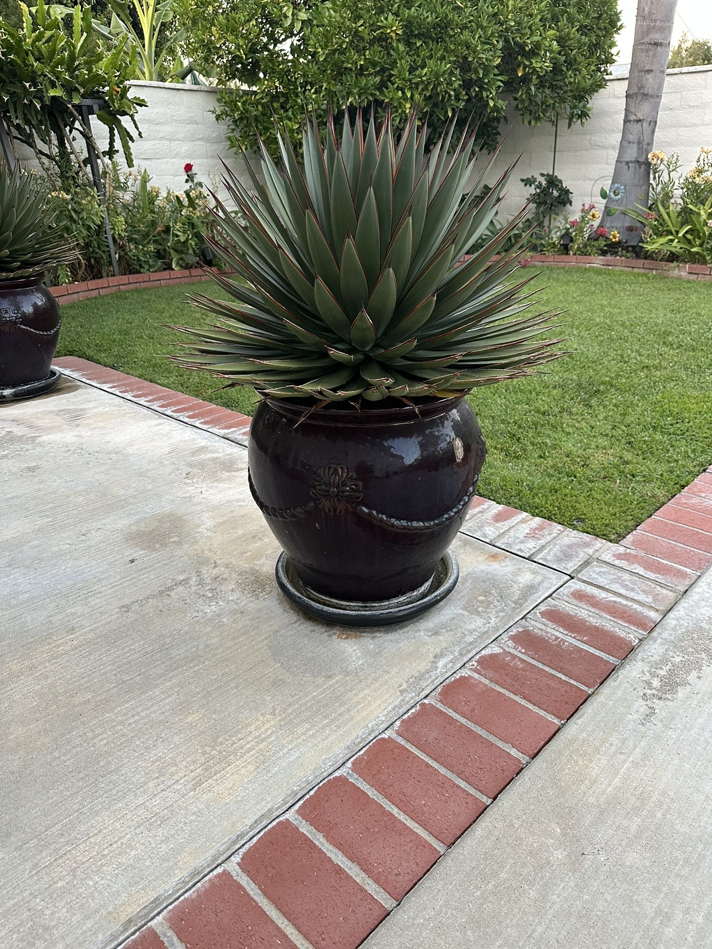 Cactus Plant In Pot - Large Beautiful- Excellent Condition