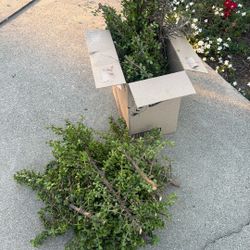 Free Dwarf Jade Plant 