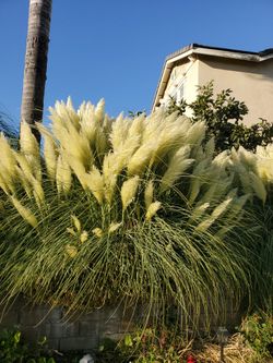 Tall PAMPAS GRASSES Long Stem