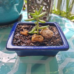 Cute Succulent In Cobalt Blue Glazed Planter