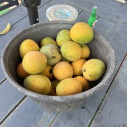 Sweat Turpentine Mangoes $1 Each 