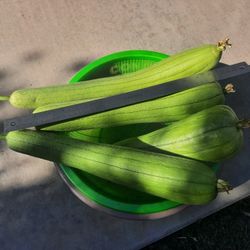 Organic luffa gourd / lufa fresca/ young patola / mướp hương / loofah / Chinese okra