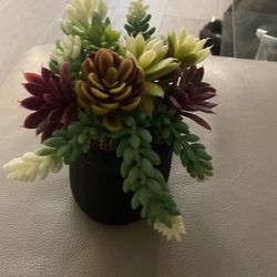 Succulent Plant 