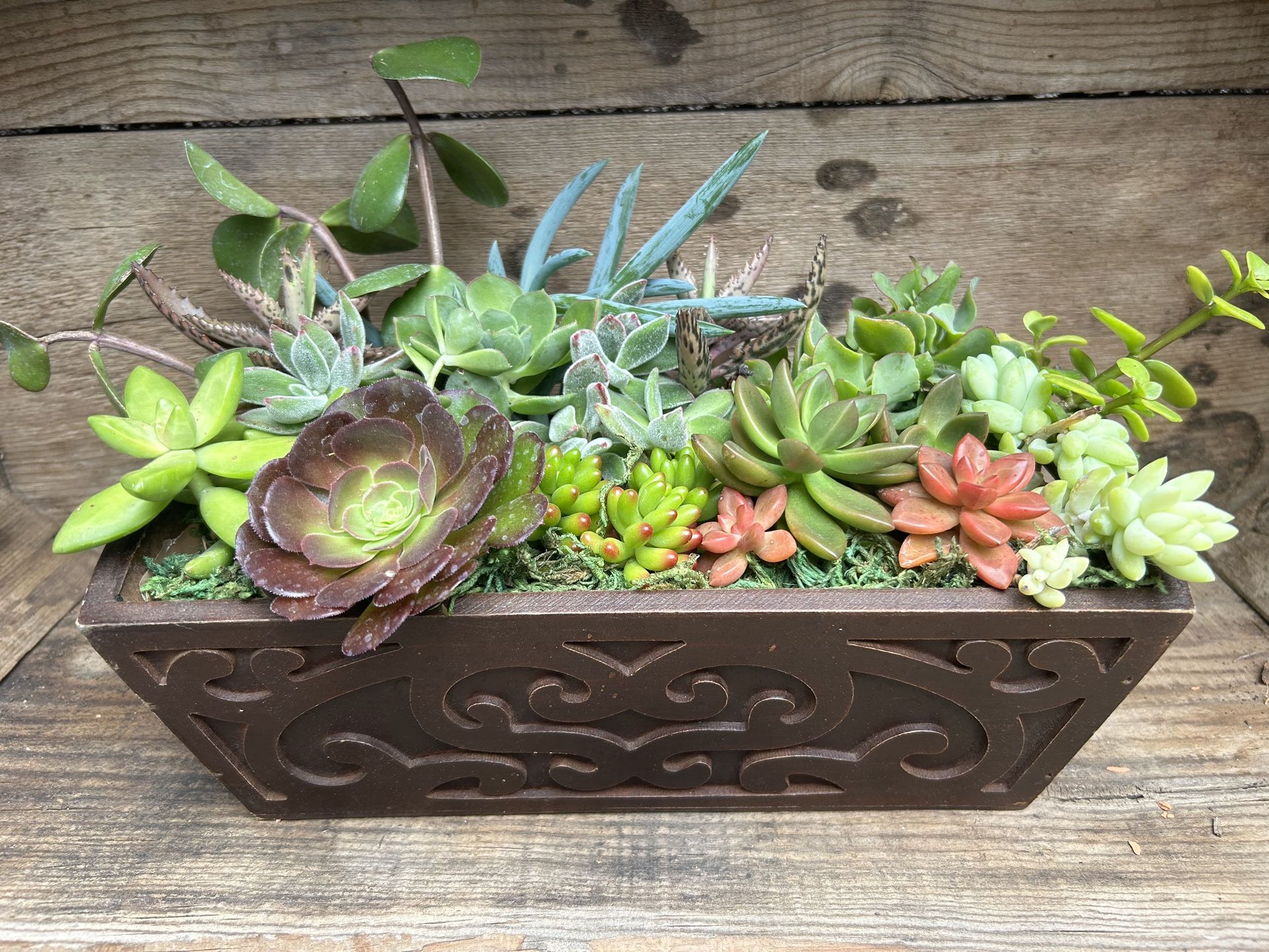 Succulent Plant Arrangement