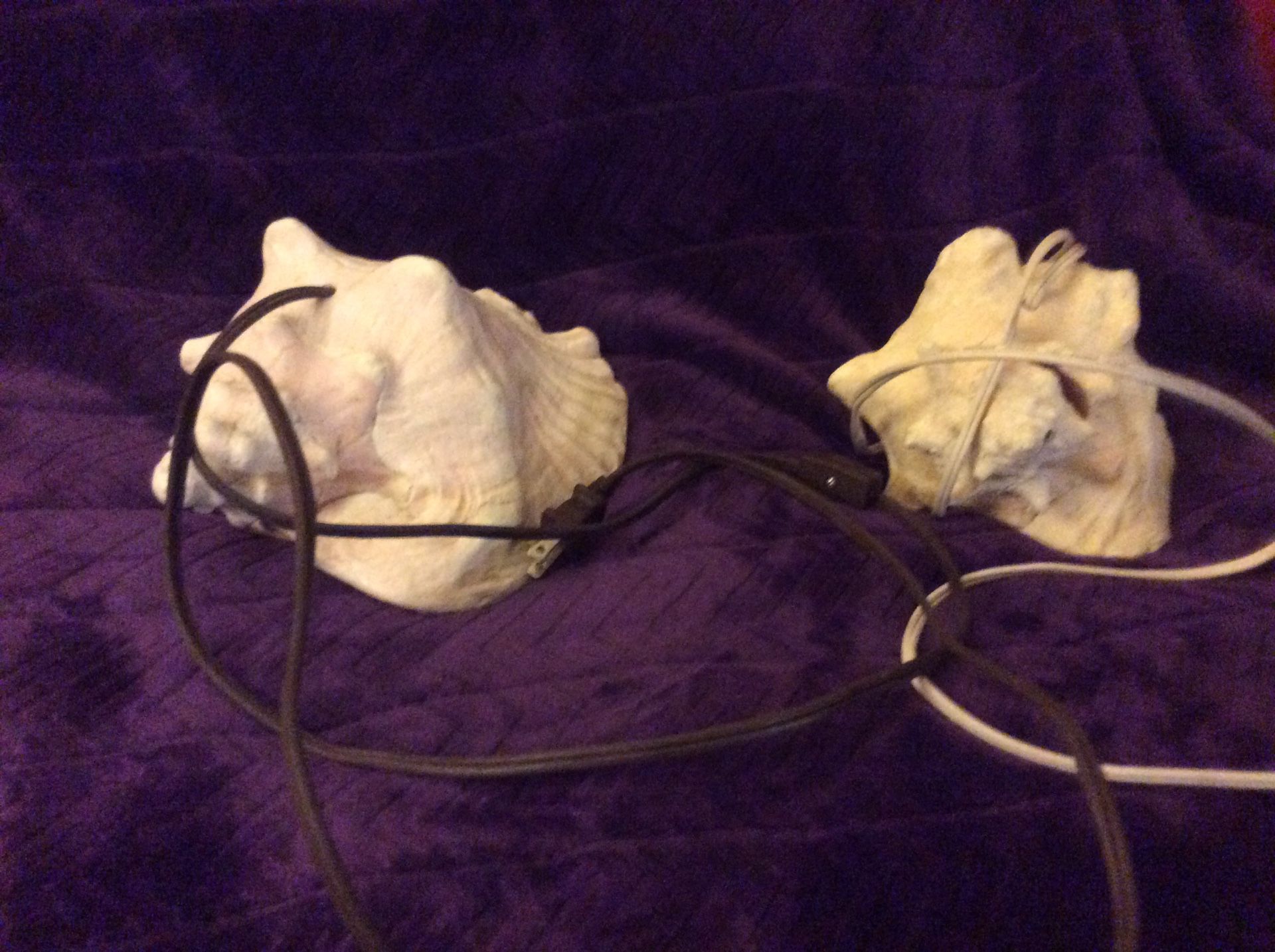 2 conch shell lamps