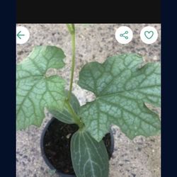 3x Bitter Mellon Seedling Plants Producing Hundreds Of Fruits Free Black Eyed Susan Plant 