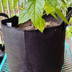 Poblanos Pepper Plant