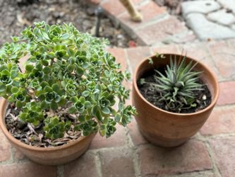 8x 10 Ceramic Plot, $10/each