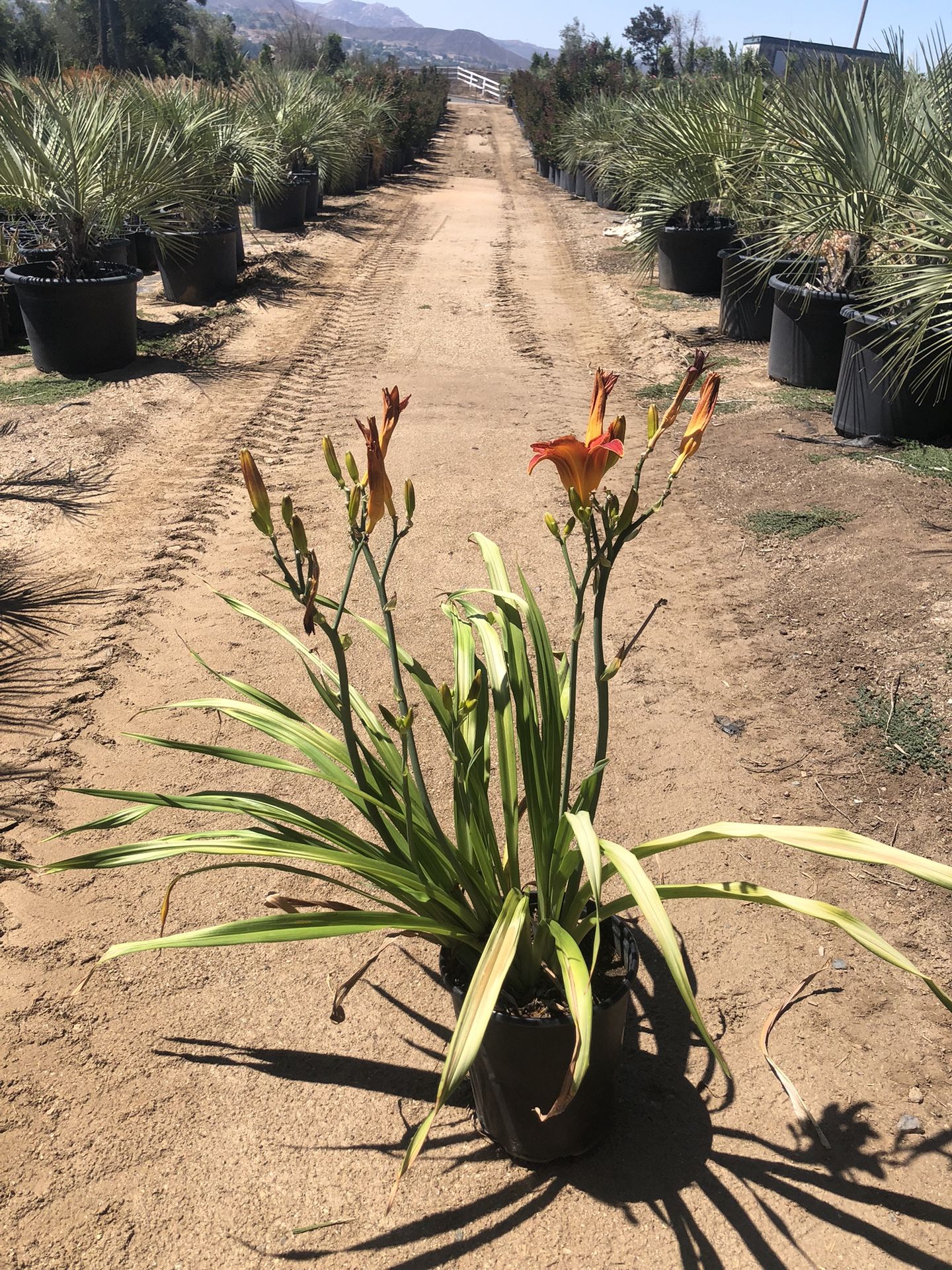 5g Red Daylily 