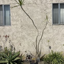 8 Ft Dracaena Marginata - Big Dracaena Dragon Tree ($150)