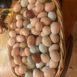 Fresh Farm Eggs 