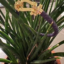 Leather gold plated bracelet