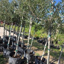 Live Oak Tree 15gallones 10ft Tall 