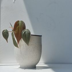 Lush Trailing Philodendron Micans Plant/ House Plant/ Indoor Plant Flower Patio Garden 