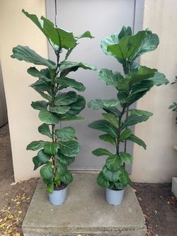 Pair of Ficus Lyrata Fiddle Leaf Fig Trees 8.5” Pot