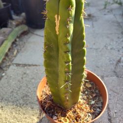 Trichocereus Pachanoi Montrose In 6 Inch Pot