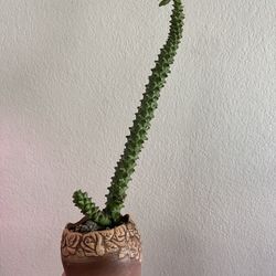 Monadenium Plant 