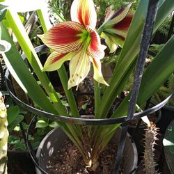 Papilio Butterfly Amaryllis Plant 2 Blooms Gourgous