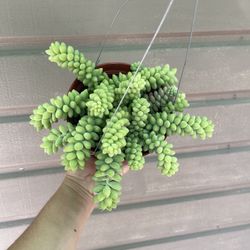 6” donkey tail