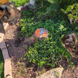 Stump Grinding 