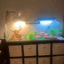 Full Reptile Tank 