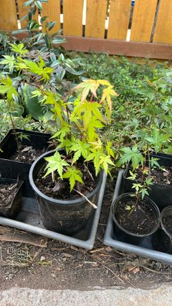 Bonsai Japanese Maple 