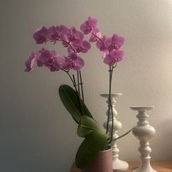 Beautiful Tall, Pink Purple Orchid