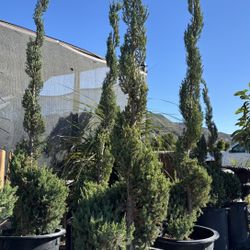 SPIRAL JUNIPER PLANTS ON SALE