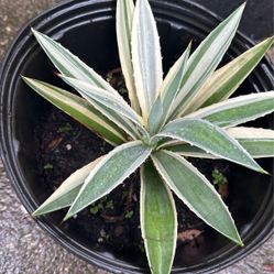 Rare! Agave Angustifolia with unique genetic mutation. 