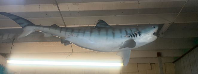 Tiger Shark Taxodermy 7-8 Feet $700-