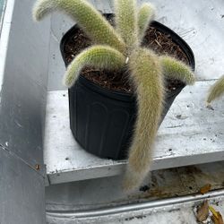 Monkey tail Medusa cactus