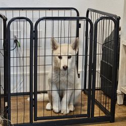 Doggy Play Pen 