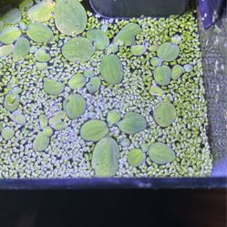 Duck Weed