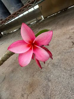 Cutting plumeria