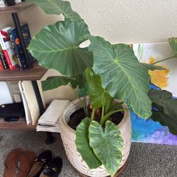Giant Taro In Beautiful Ceramic Pot