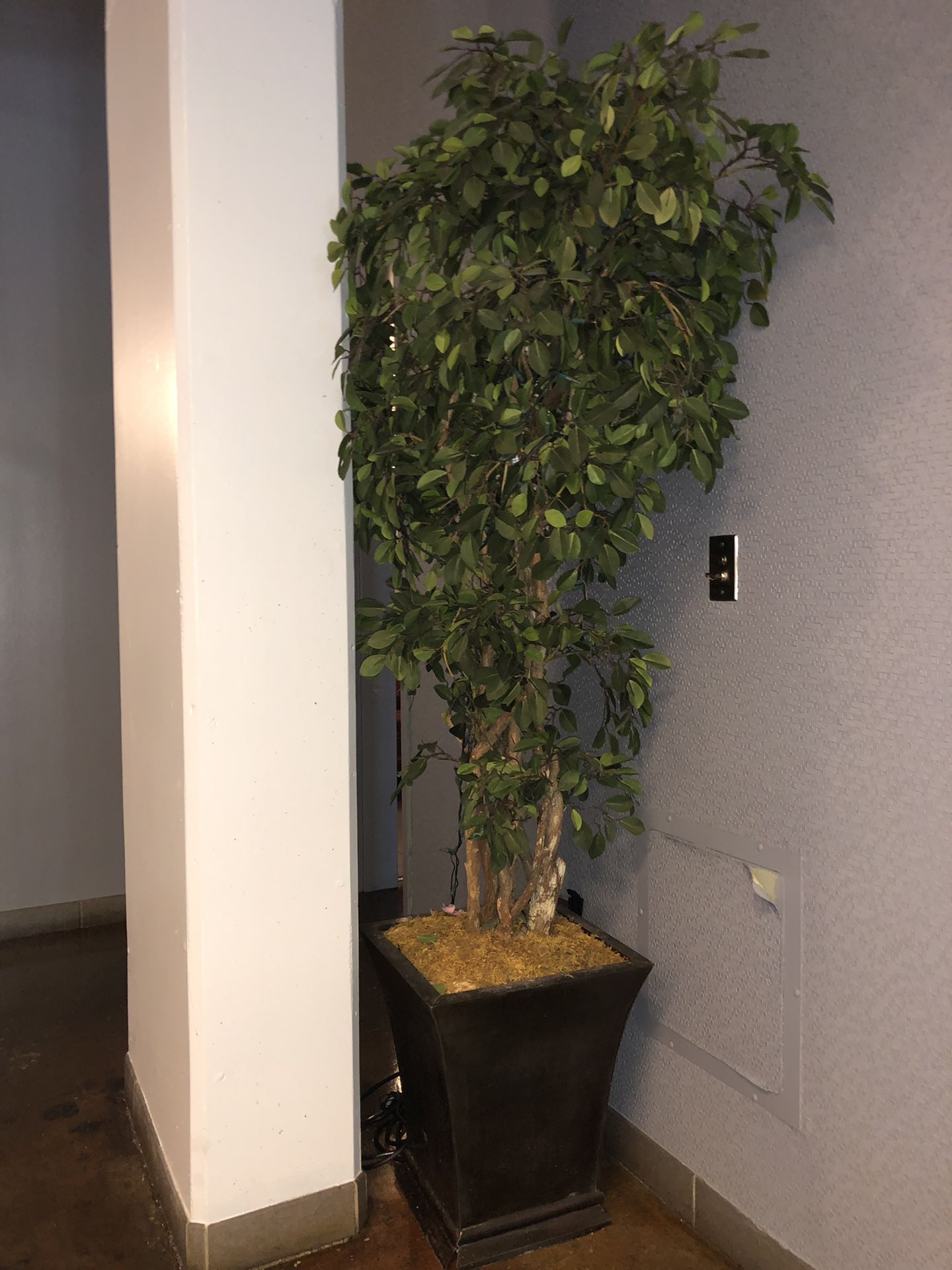 Tall Plant
