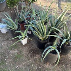 Aloe Vera