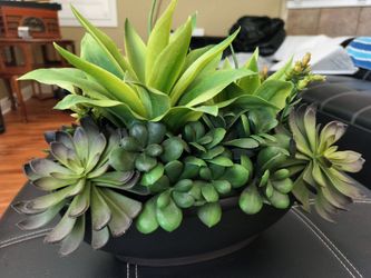 Potted plant in a plastic pot