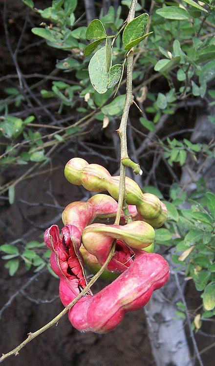 Manila tamarind, Goras Amli or Vilayati Amli 3 ft tall seedlings well rooted in 6 in pot  